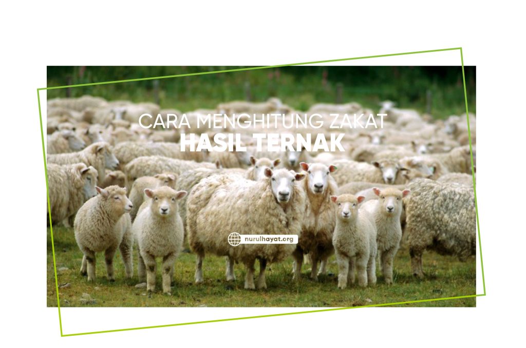Cara Menghitung Zakat Hewan Ternak