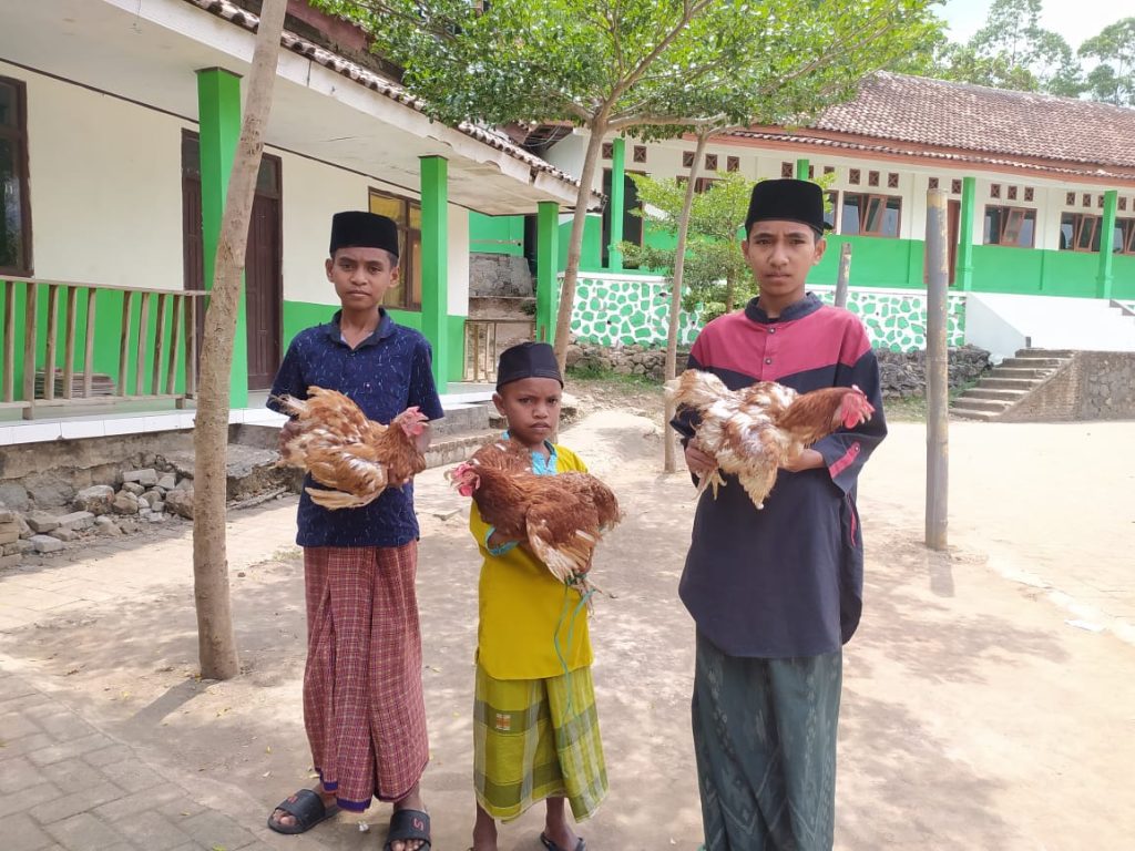 Ayam Petelur untuk Bantu Penuhi Gizi Santri Yatim Dhuafa