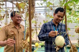 Melon Pemberdayaan Nurul Hayat Tembus Pasar Ekspor